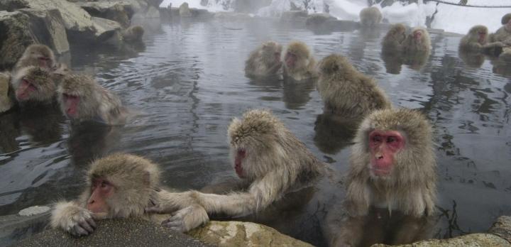 Voyage sur-mesure, Yudanaka Onsen (Shibu, Yamanouchi, Jigokudani)