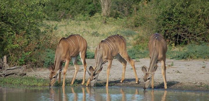 Voyage sur-mesure, Rivière Chobé