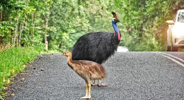 Voyage sur-mesure, QLD - Cape Tribulation & la forêt de Daintree