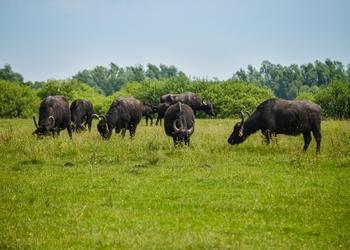 Voyage sur-mesure, Parc national d'Hortobágy