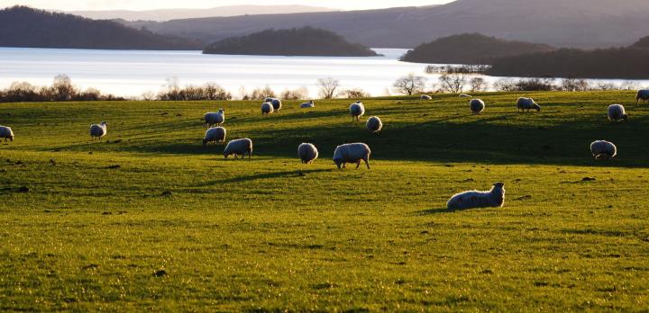 Voyage sur-mesure, Parc national du Loch Lomond et des Trossachs