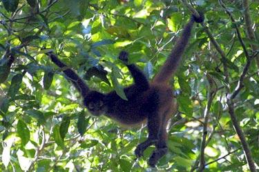 Voyage sur-mesure, Tortuguero (Parc National)