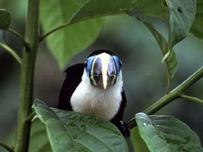 Voyage sur-mesure, Parc National de Madidi