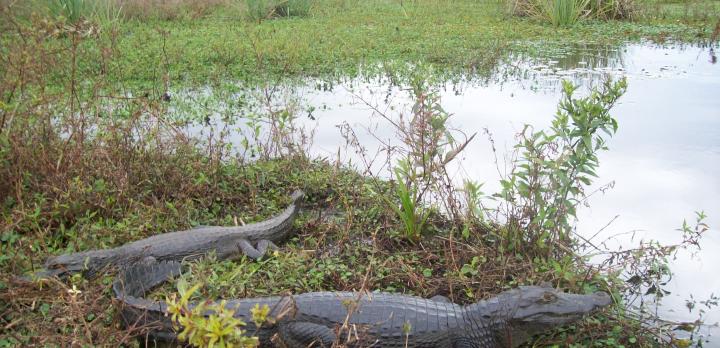 Voyage sur-mesure, Estero del Ibera