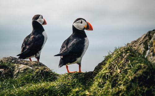 Voyage sur-mesure, L'Île aux macareux