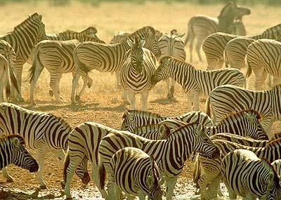 Voyage sur-mesure, Etosha