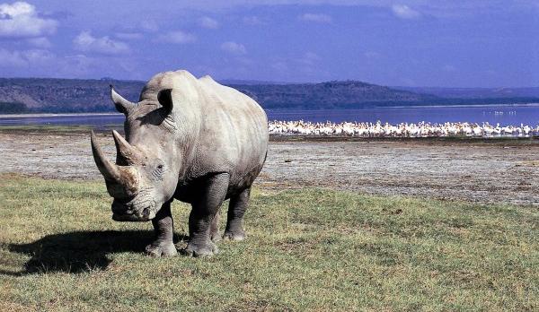 Voyage sur-mesure, Lac Nakuru