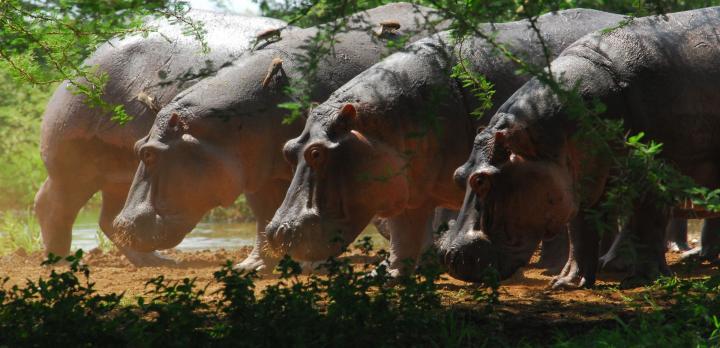 Voyage sur-mesure, Lac Manyara