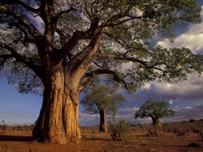 Voyage sur-mesure, Parc national du Tarangire