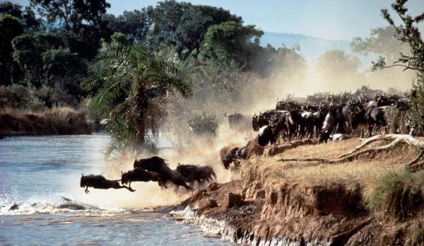 Voyage sur-mesure, réserve de Masai Mara