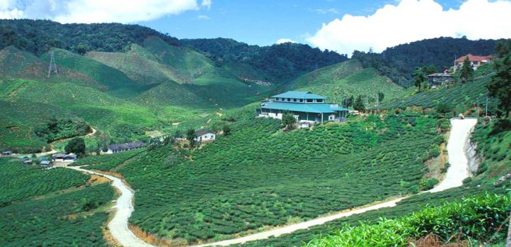 Voyage sur-mesure, Cameron Highlands