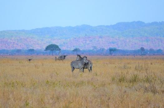 Voyage sur-mesure, Parc National de Mikumi