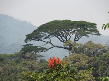 Voyage sur-mesure, Forêt de Nyungwe