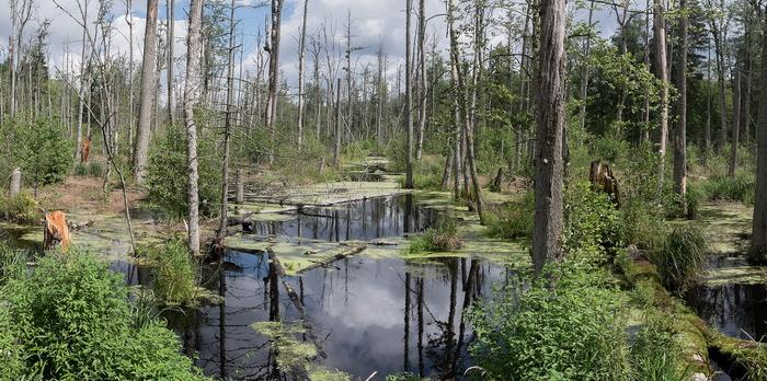 Voyage sur-mesure, Bialowieża