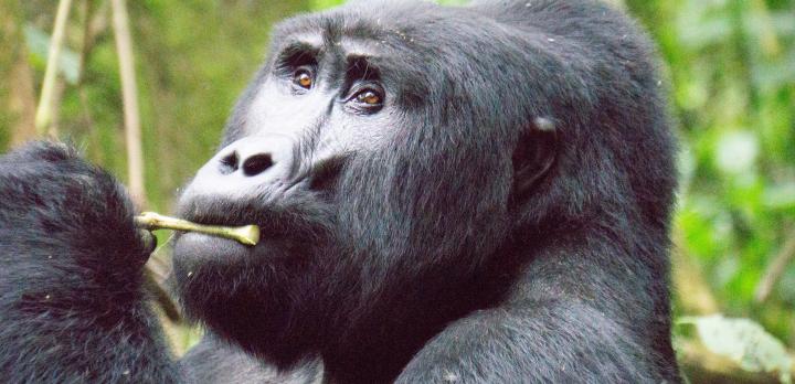 Voyage sur-mesure, Parc National de la Forêt impénétrable de Bwindi