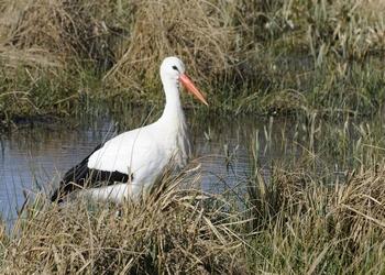 Voyage sur-mesure, Les marais du Cotentin et du Bessin