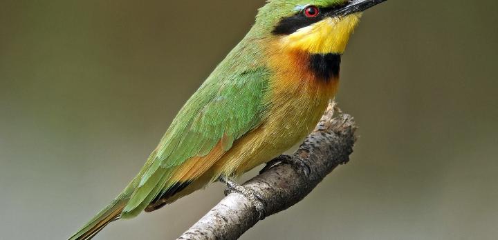 Voyage sur-mesure, Parc National du Djoudj