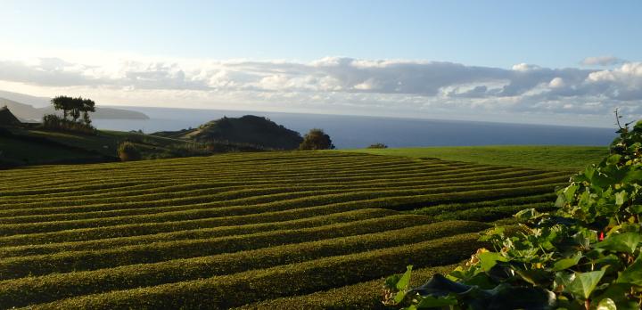 Voyage sur-mesure, Porto Formoso