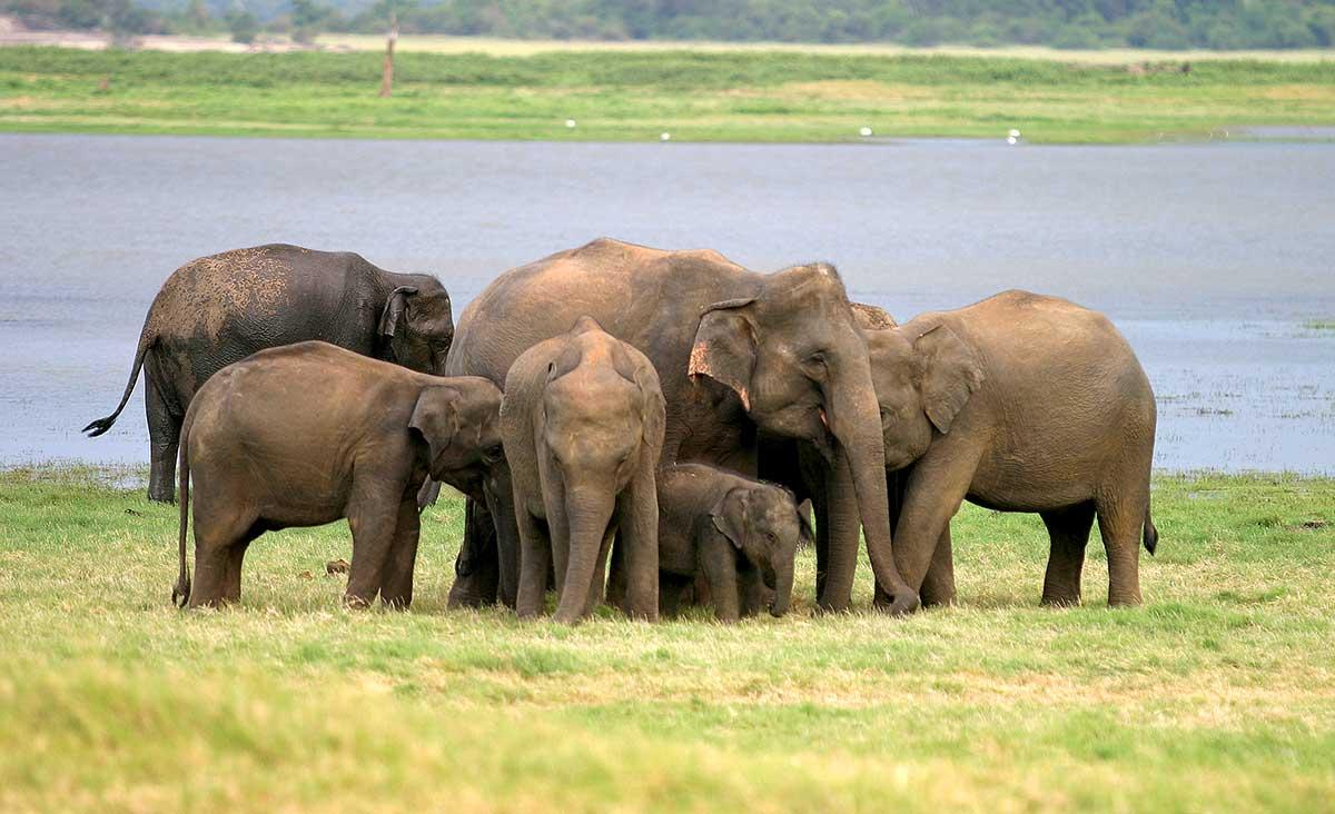 Voyage sur-mesure, Udawalawe (réserve naturelle)