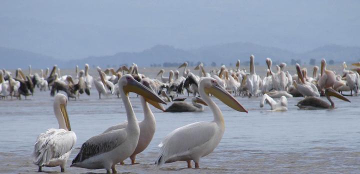 Voyage sur-mesure, Arba Minch