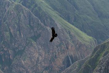 Voyage sur-mesure, Canyon du Colca