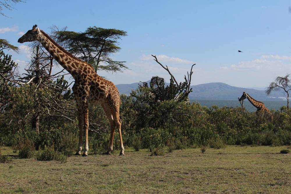 Parc Kruger