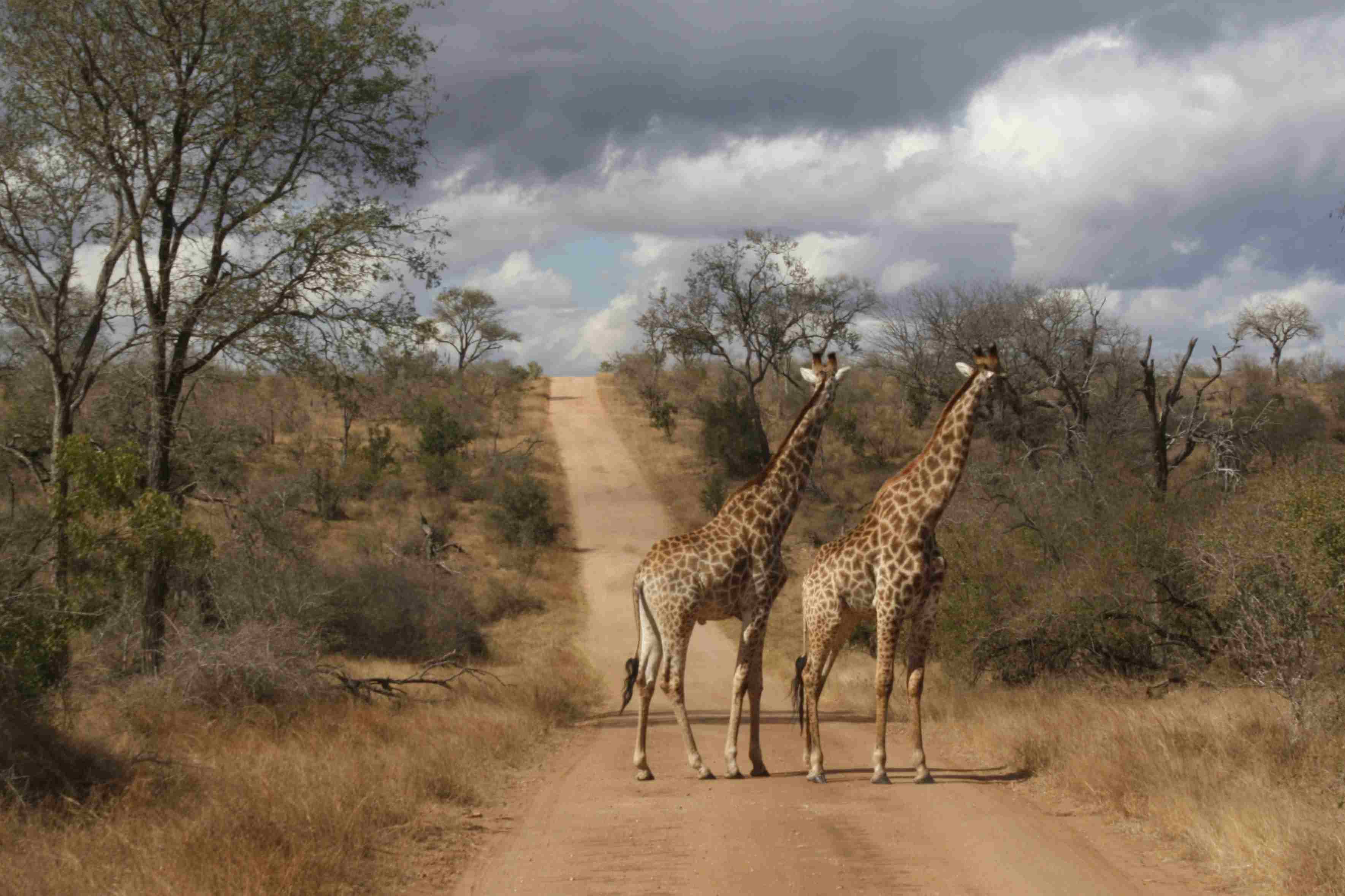 Parc Kruger
