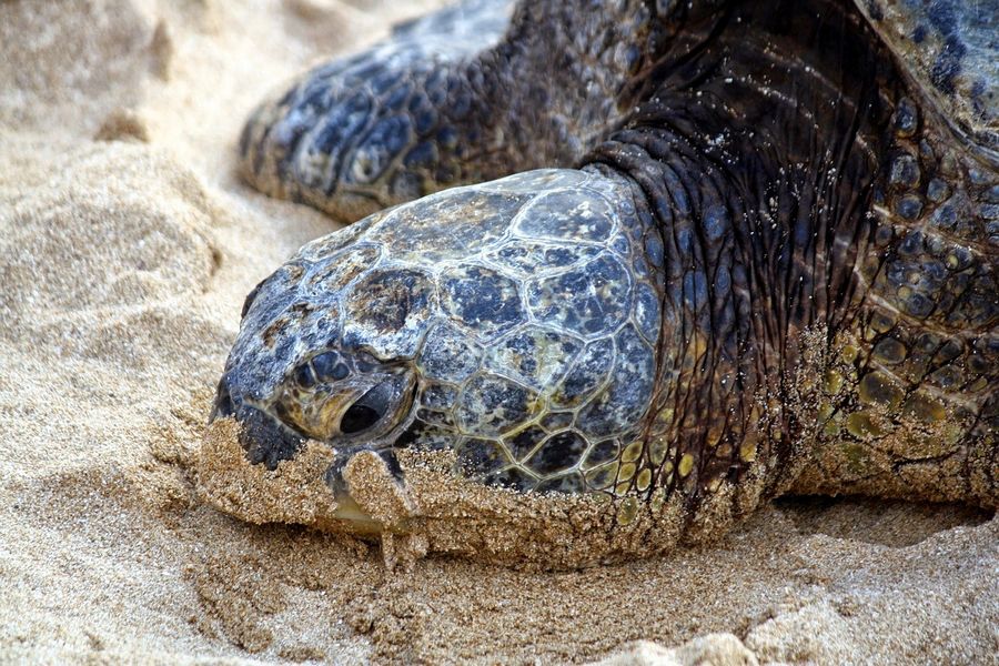 Où peut-on observer les tortues de façon responsable ?