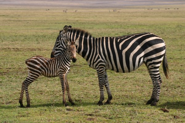 Parc Kruger