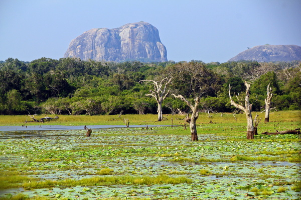 5 bonnes raisons de partir voyager au Sri Lanka