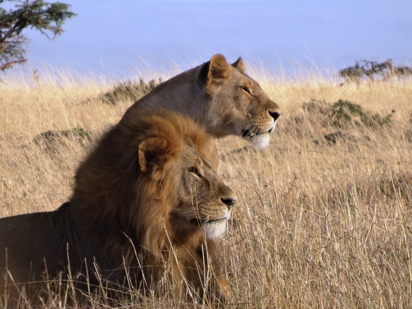Parc Kruger