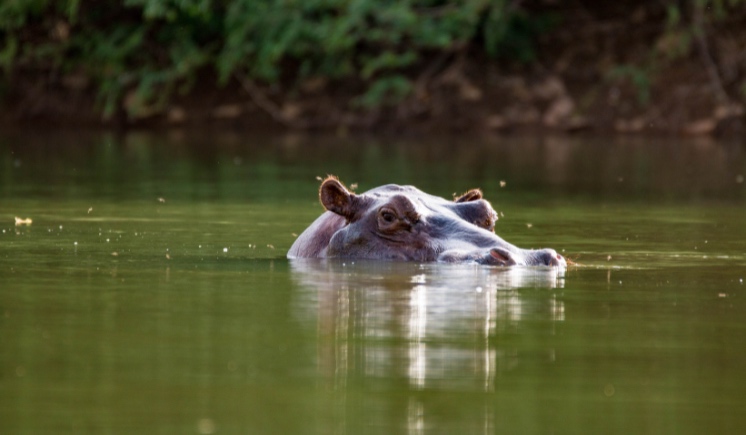 Parc Kruger