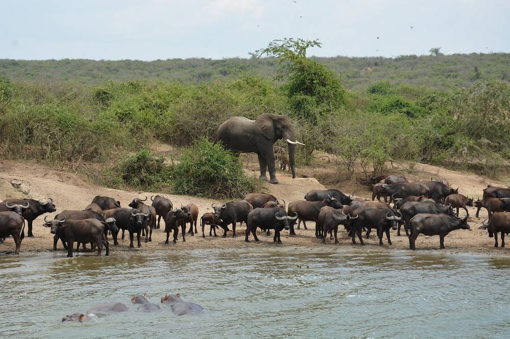 Parc Kruger