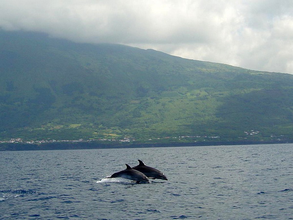 Partez observer la faune marine aux Açores !