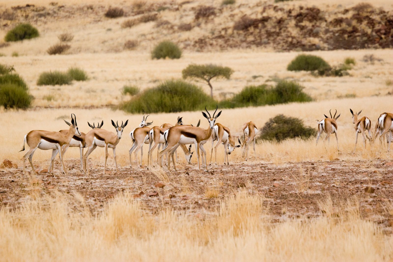 Parc Kruger