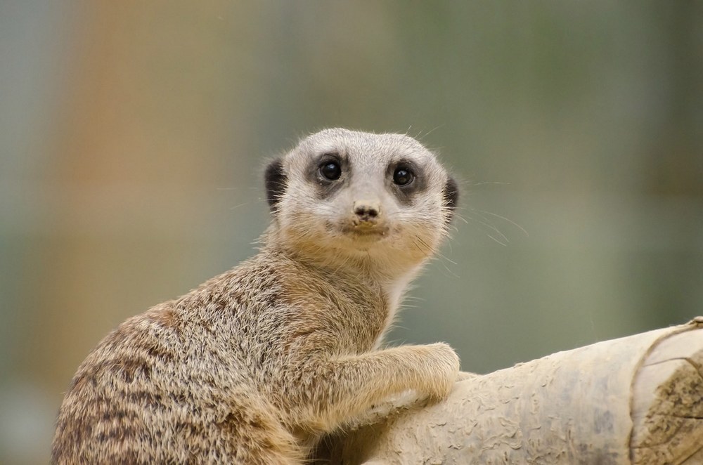 Parc Kruger