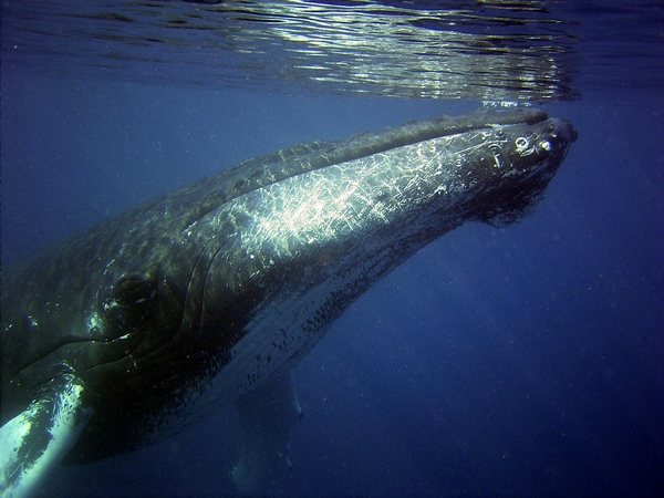 La Réunion baleine - David Mark from Pixabay.jpg