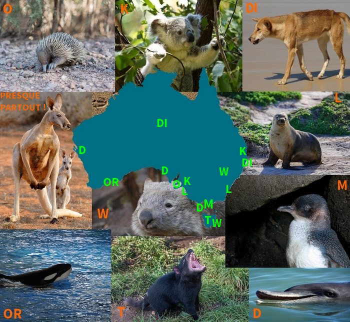 Les 8 Animaux à voir en Australie - Le Mag Voyageurs