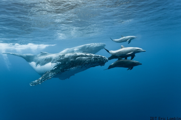 cetaces06_baleines - CREDIT IRT - eric_lamblin_dts_05_2019 600.jpg