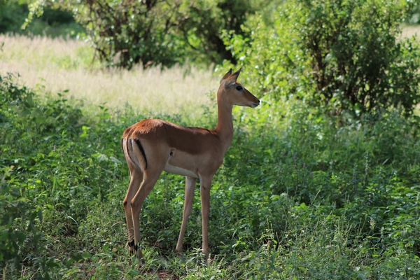 Tanzanie jenniver Lavoura 2 600.JPG