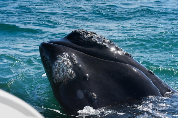 voyage baleine - itprax from Pixabay.jpg