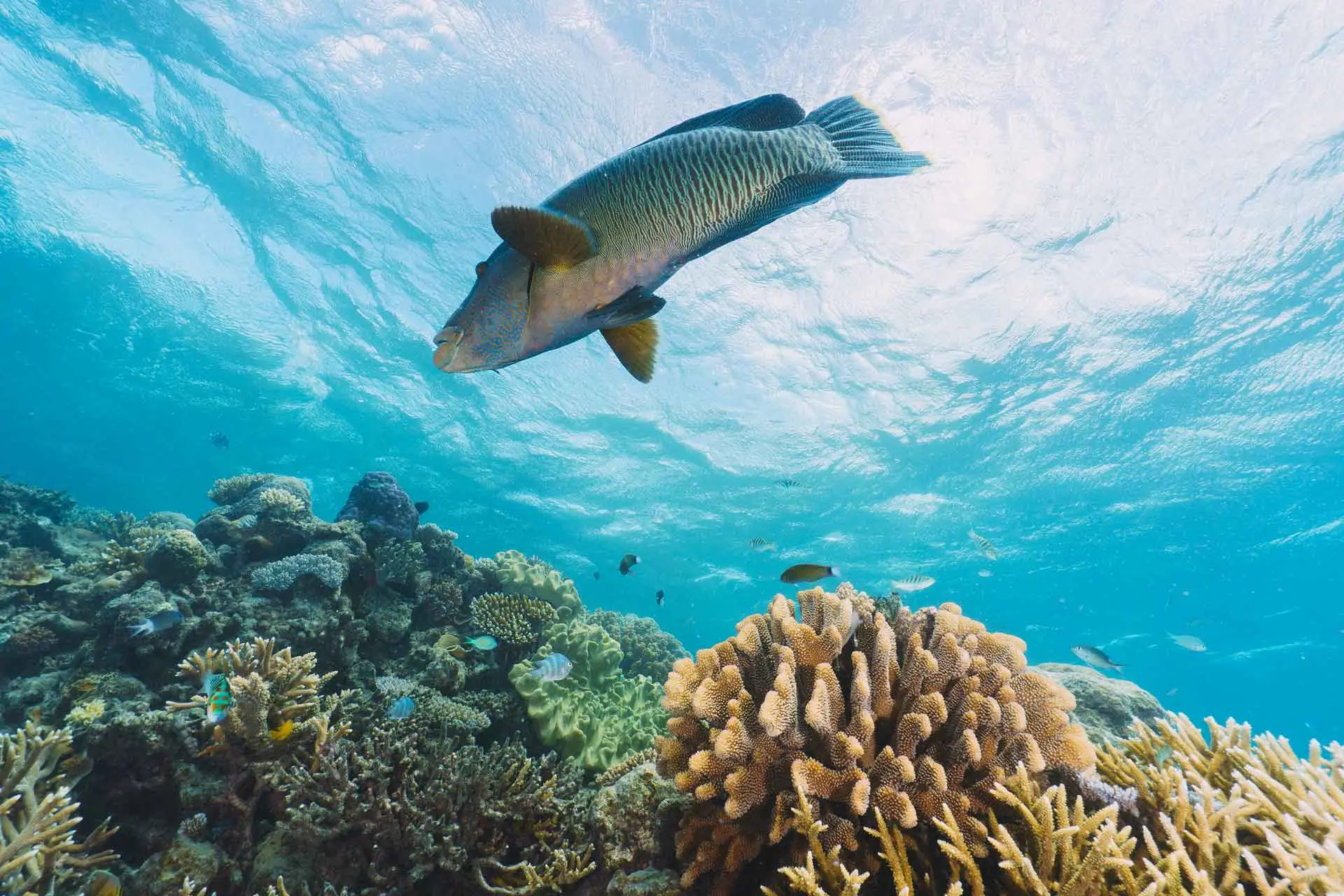 Dunk_Island_Explore_Hike_Snorkle_Swim_Boat_Adventure_Dive_Queensland_Getaway_Australia_v9.jpeg