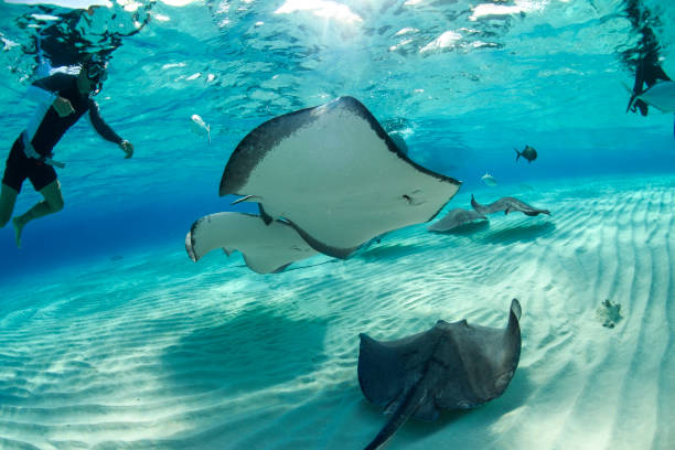 Voyage sur-mesure, Où faire de la plongée dans les îles de la Sonde ?