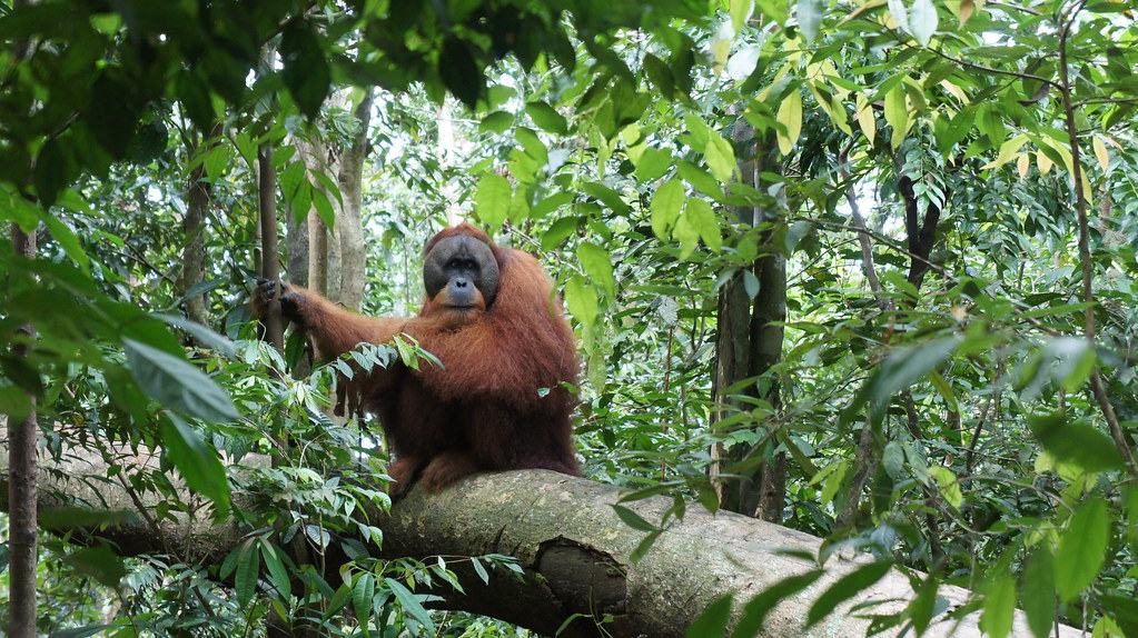 Voyage sur-mesure, Rencontre avec les orang-outangs de Gunung Leuser