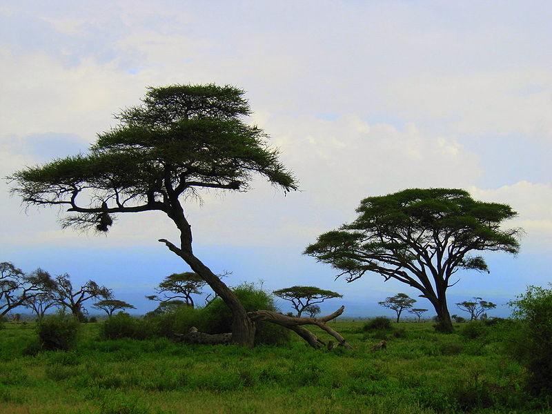 Voyage sur-mesure, Quand partir au Kenya ?