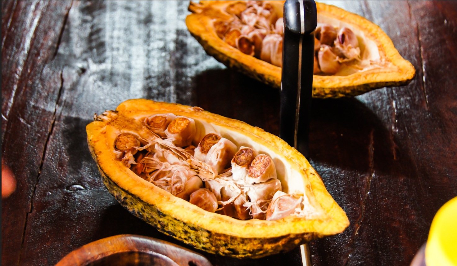 Voyage sur-mesure, La culture du cacao au Costa Rica