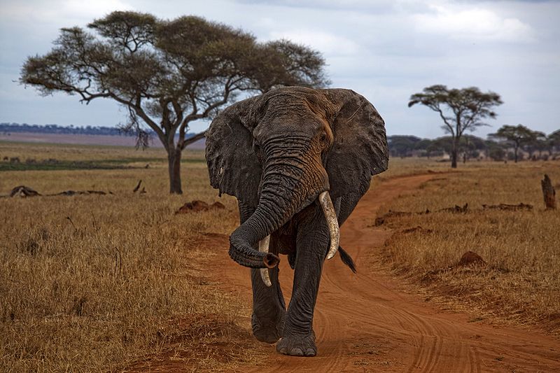 Voyage sur-mesure, Quels parcs nationaux voir dans le nord de la Tanzanie ?