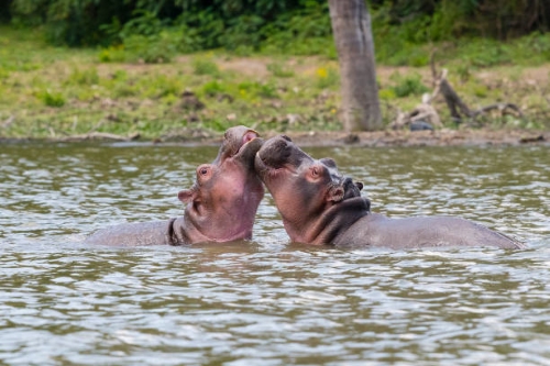 Voyage sur-mesure, Du lac Naivasha au Masai Mara