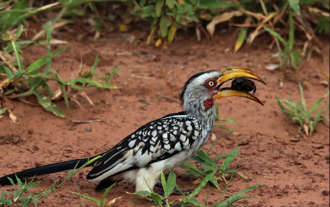 Voyage sur-mesure, Que voir au parc Kruger ?