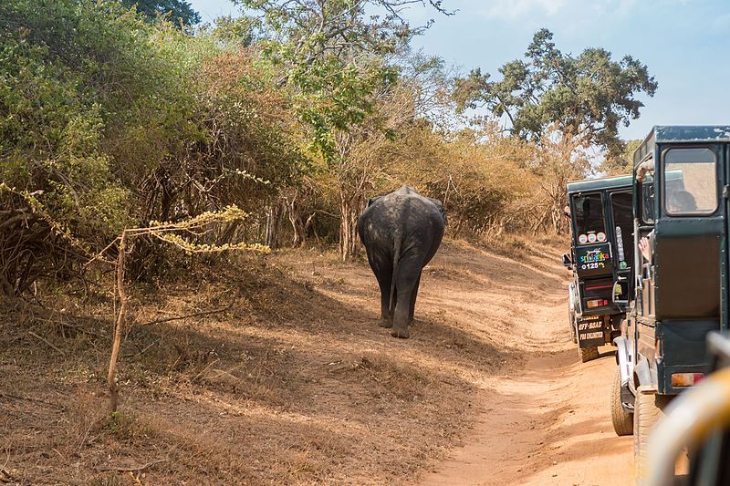 Voyage sur-mesure, Visiter le parc Yala